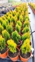Източната туя Ауреа Нана, Thuja orientalis ‘Aurea Nana’, снимка 10