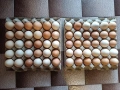 Продавам домашни яйца , снимка 3