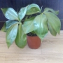 Красиво стайно растение, снимка 6