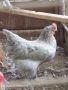 Яйца за люпене от маран лавандула / lavender Marans , снимка 5