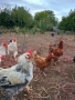 Кокошки, снимка 7