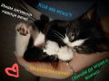 Коте с хигиенни навици , снимка 1 - Други - 45560977