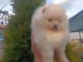 Померан/Померани , снимка 10