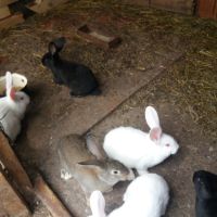 продавам зайци за клане 25лева броя , снимка 8 - Други животни - 45382304