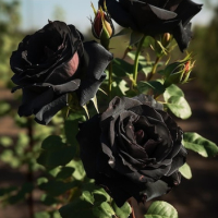 Рози в контейнер, снимка 2 - Градински цветя и растения - 44950084