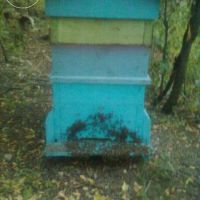Презимували пчелни отводки ДБ доставка София, снимка 2 - За пчели - 45218243