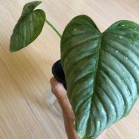 Philodendron Sodiroi , снимка 3 - Стайни растения - 46205990