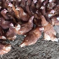 кокшки носачки на година и два месеца, снимка 1 - Кокошки и пуйки - 45398117