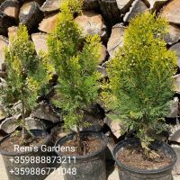 Източна туя „Златиста“ (Thuja orientalis Aurea Pyramidalis), снимка 3 - Градински цветя и растения - 45301987