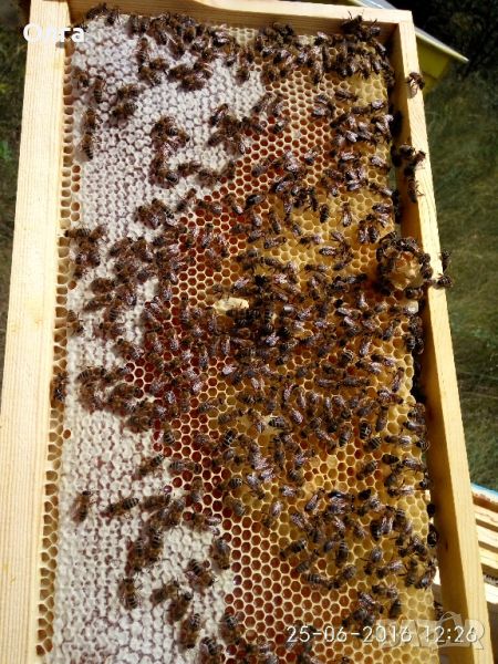 Продавам РАННИ пчелни отводки 2024, регион Пловдив, снимка 1