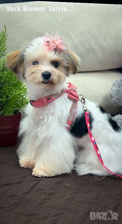 Йорк, игрива и контактна кукличка за деца и възрастни! Доставка , снимка 1