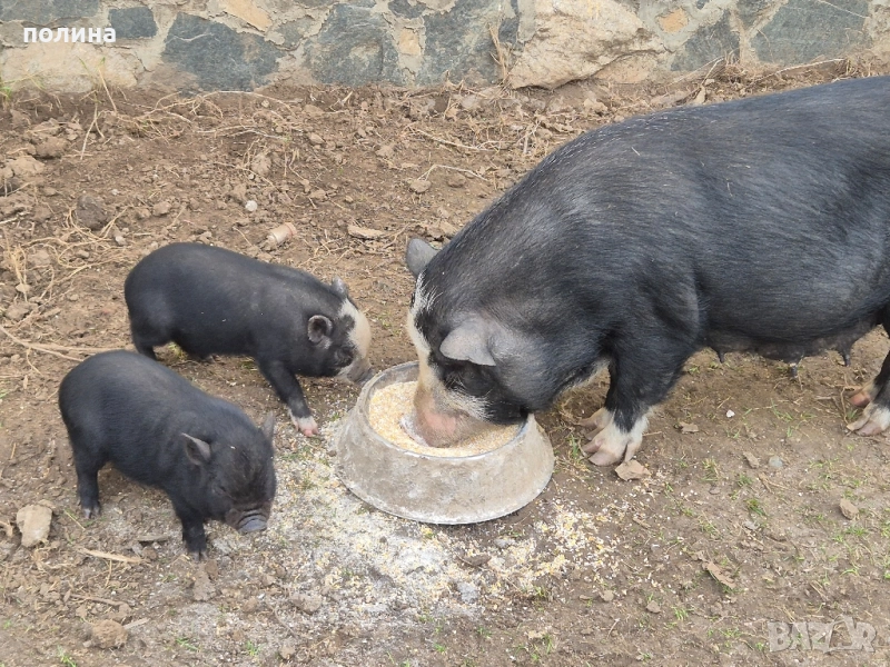 Виетнамски прасенца на 2 месеца , мъжки и женски, снимка 1