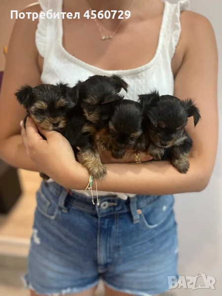 Мини йорки , снимка 1
