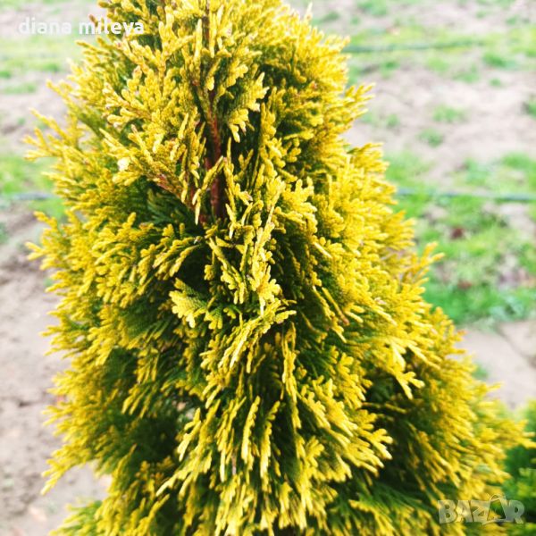 Туя Златен Смарагд, Thuja Occidentalis Golden Smaragd, снимка 1