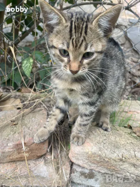 Подаряваве малки котенца на 2 месеца, снимка 1