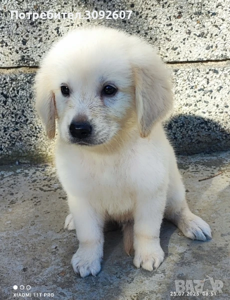 Голдън ретривър момчета, снимка 1