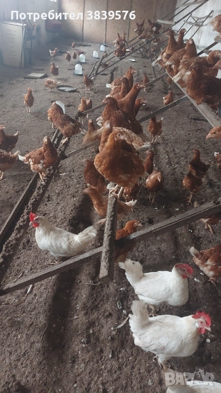 Кокошки Ярки, снимка 1