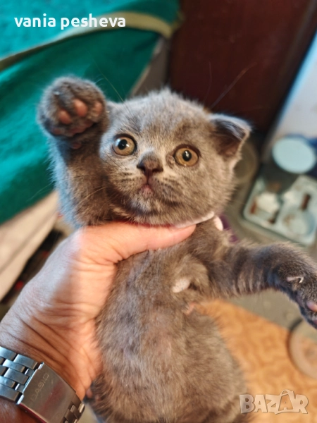 Продавам котета, снимка 1