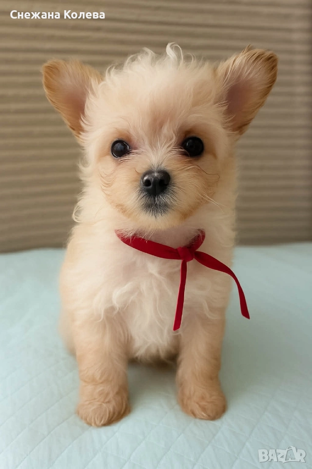 Кученца от порода Помапу , снимка 1