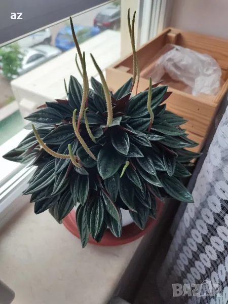 пеперомия екзотична, снимка 1
