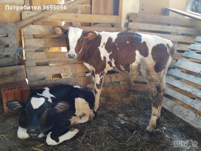 Телета, снимка 1