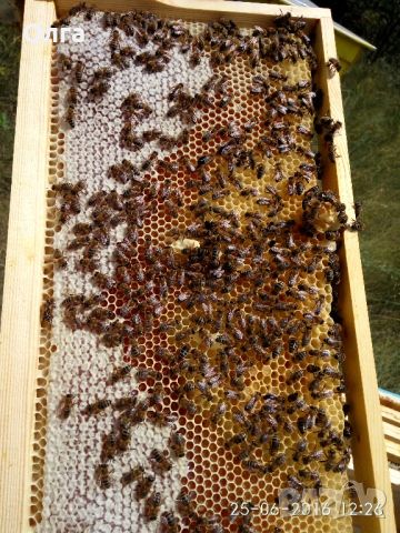 Продавам РАННИ пчелни отводки 2024, регион Пловдив