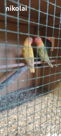 Двойка Неразделки , снимка 3 - Папагали - 53911654