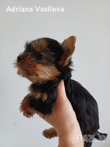 Йоркширски териер 