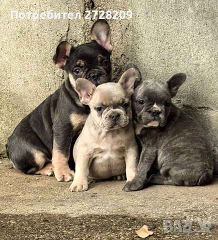 Френски Булдог/ French Bulldog
