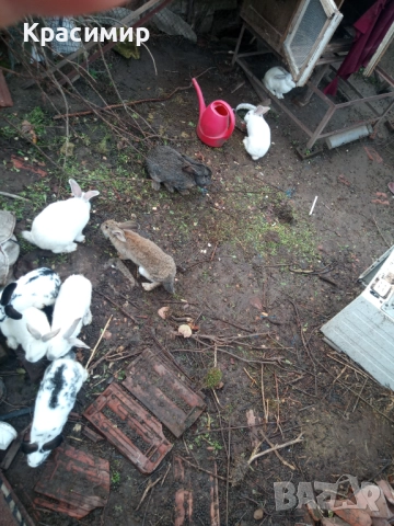 Бели зайци , снимка 5 - Декоративни зайчета - 48441669