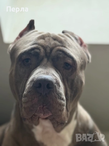 Американско Були ХЛ за разплод, снимка 18 - Други - 48276659