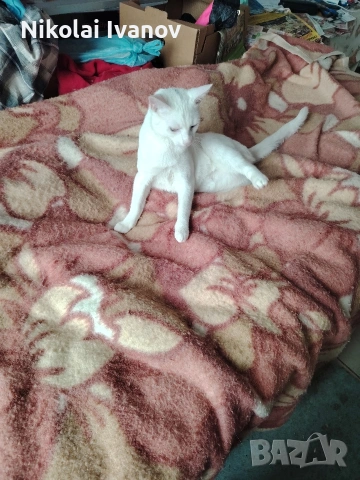 Чисто Бяло Коте порода Као Мани, снимка 3 - Други - 54061405