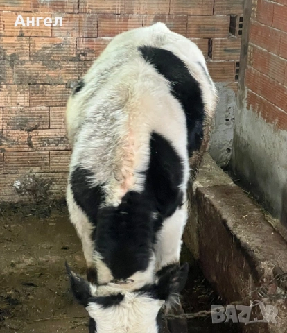 теле мъжко, снимка 3 - Крави - 53484869