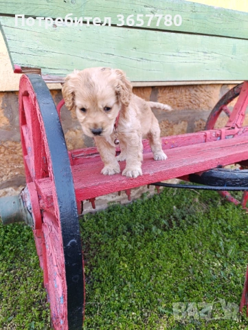 Кокер шпанол