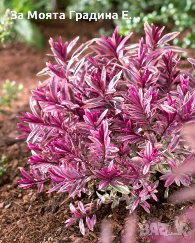 Хабе - Розова принцеса , снимка 3 - Градински цветя и растения - 49760853