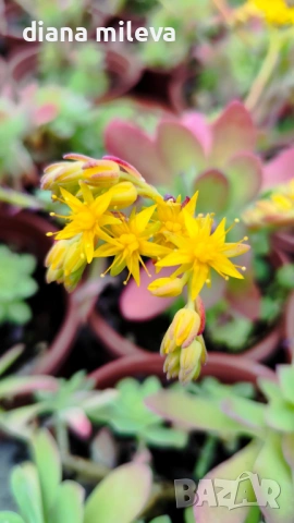 Седум палмери, Sedum palmeri, студоустойчив , снимка 12 - Градински цветя и растения - 53251451