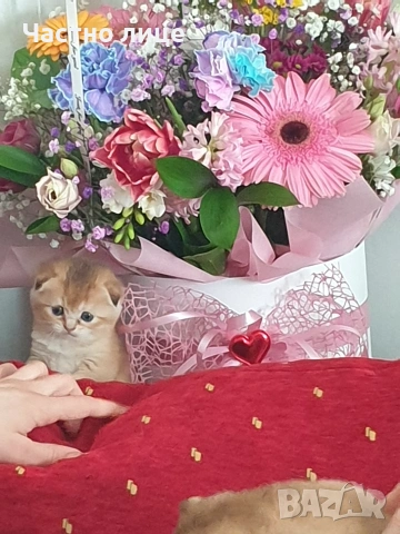 Шотландчета златна чинчила, снимка 11 - Чинчили - 53759249