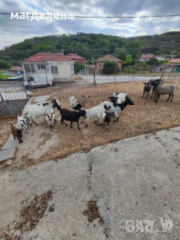 Продавам стадо камерунски кози, снимка 2 - Кози - 50841098