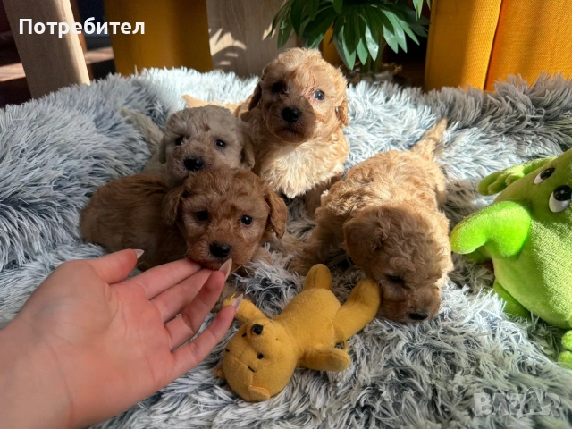 Пудел той, снимка 3 - Пудели - 53755903