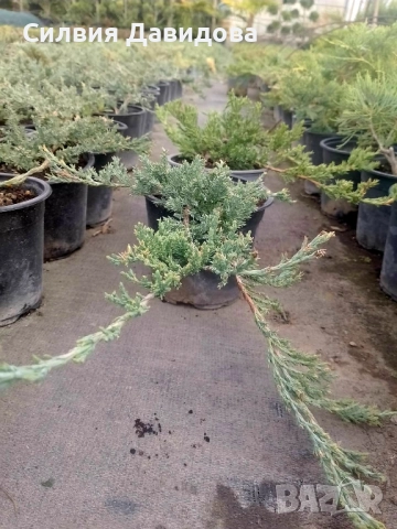 Юниперус , снимка 6 - Градински цветя и растения - 51864443