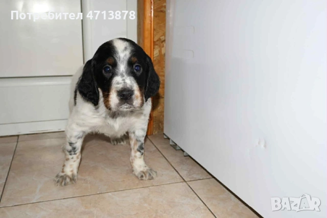 Английски сетер, снимка 3 - Английски сетери - 53156304