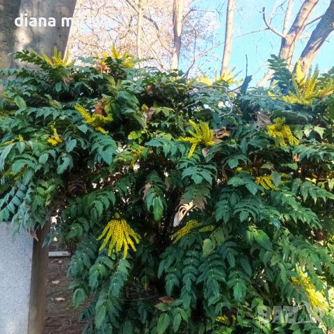 Махония, Mahonia japonica , снимка 7 - Градински цветя и растения - 46368350