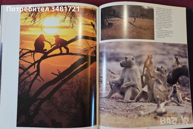 Зимбабве - голяма илюстрирана енциклопедия / Zimbabwe, снимка 14 - Енциклопедии, справочници - 53749283