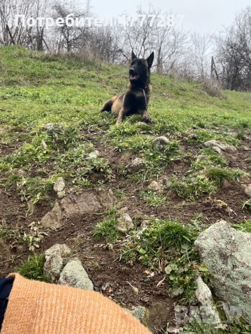Малинуа микс, само женски , снимка 12 - Белгийска овчарка - 54108154