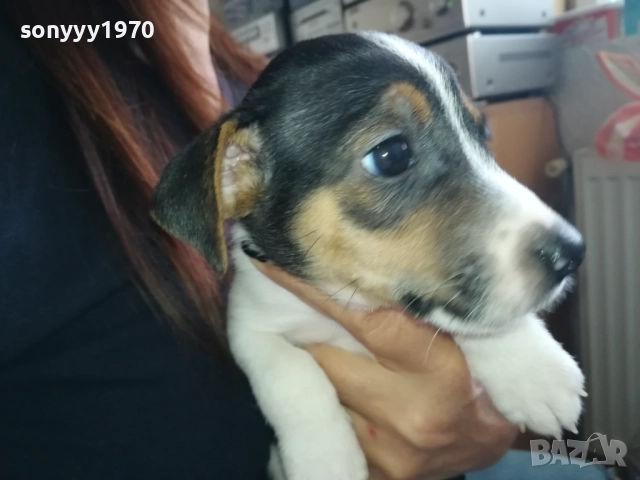 МЪЖКАР-ДЖАК РЪСЕЛ-ПОСЛЕДНА БРОЙКА!!! 2909251715, снимка 4 - Джак ръсел териер - 51880586