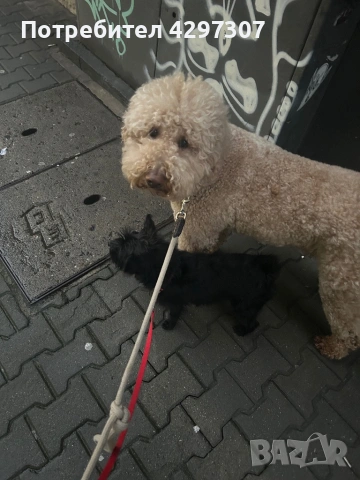 Разходки на кучета в София