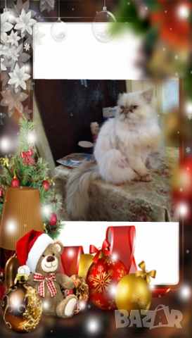 Ваксинирани персийски дългокосмести котки с ЕС паспорти,микрочипирани! , снимка 18 - Персийска - 45572562