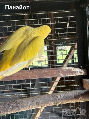 Зрели Малки Александъри, снимка 8 - Папагали - 53981116