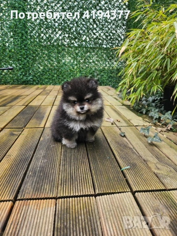 Померан , снимка 7 - Померан - 53560373