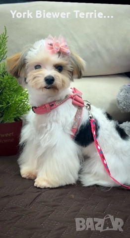 Йорк, игрива и контактна кукличка за деца и възрастни! Доставка 